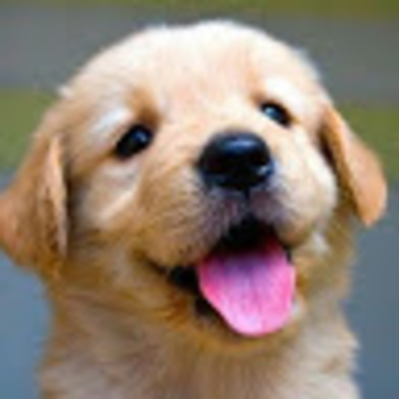 fashionpup_